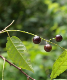 귀룽나무 열매2