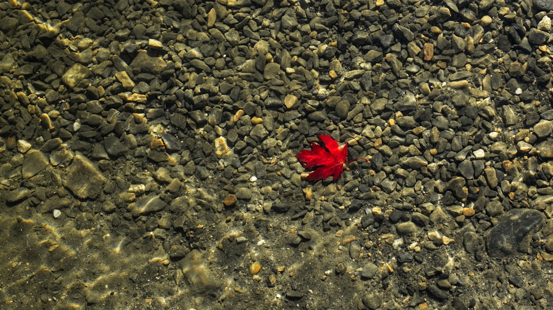 Flower crab