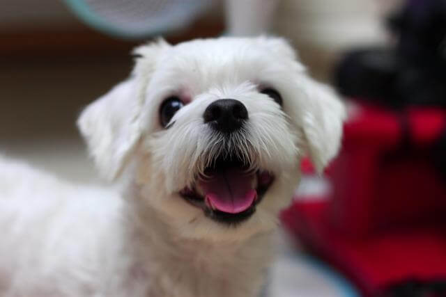 인기 소형견 순위 TOP10 말티즈