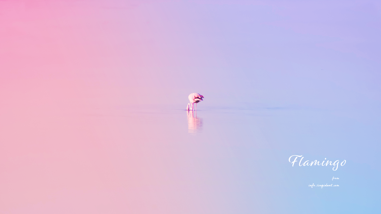 02 물 속에 머리를 넣고 있는 플라밍고 C - Flamingo 플라밍고배경화면