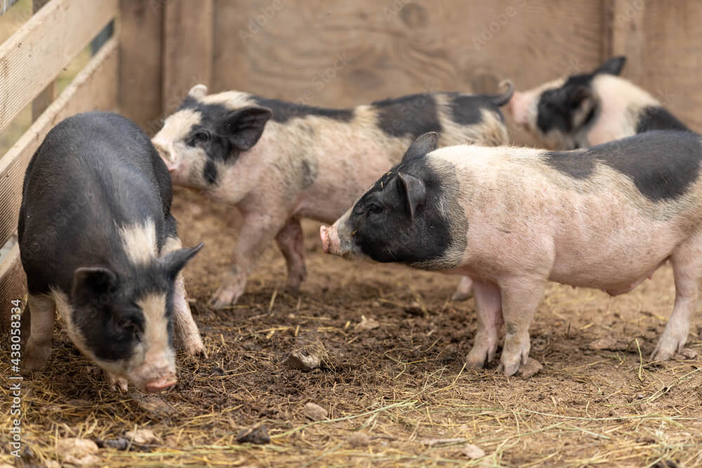 돼지 꿈 해몽: 20가지 상황에서 의미 파악하기