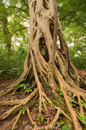 Strangler fig