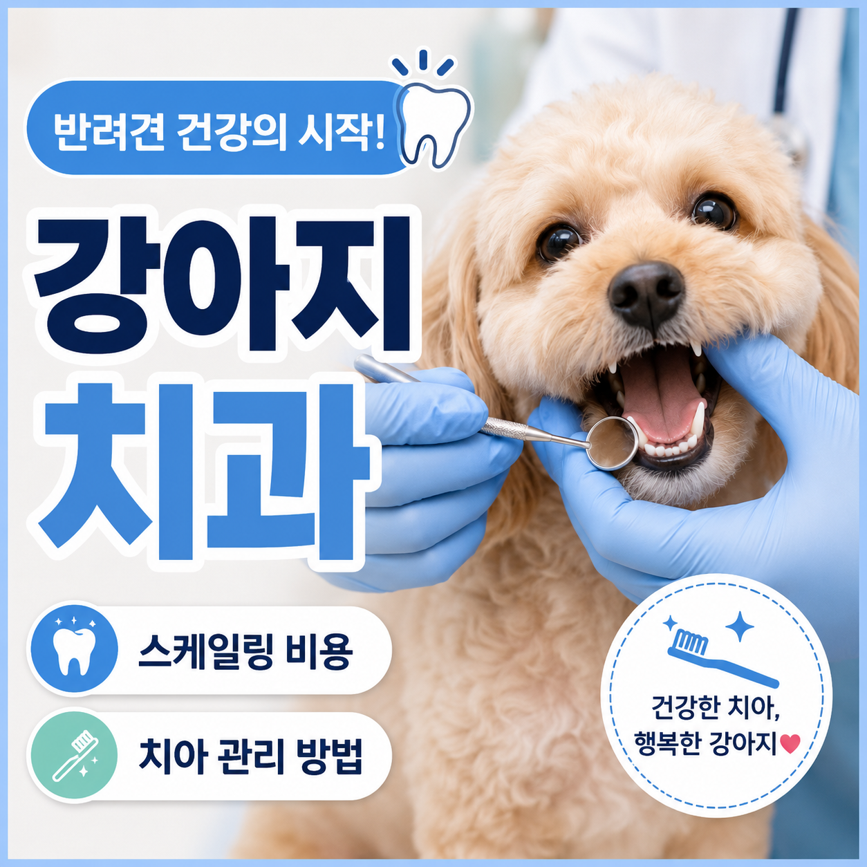 강아지 치과는 왜 중요할까? 치아 건강부터 스케일링까지 완벽 가이드