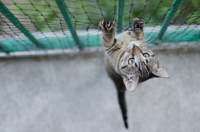 고양이 발톱깎기