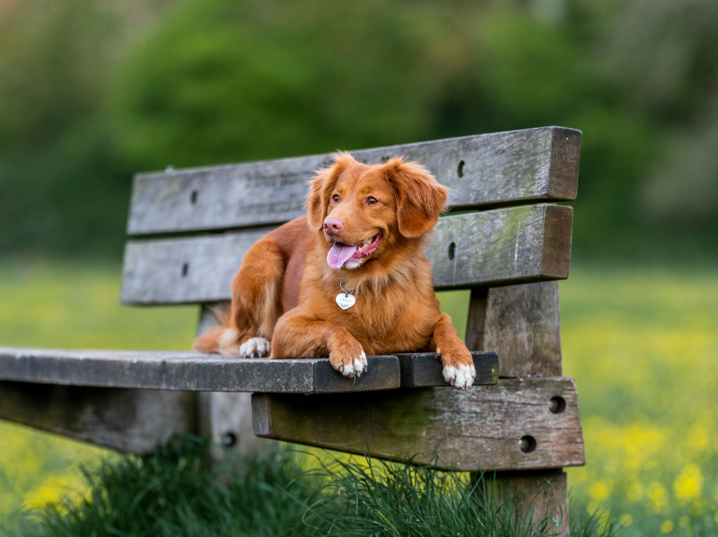 벤치위의 노령견