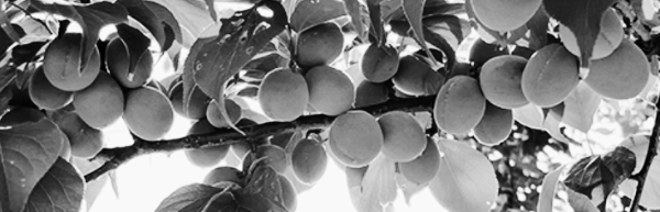 중부지방, 남부지방, 광양