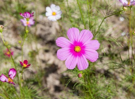 제주 한림공원 수선화 축제가 23년 1월 21일부터 2월 19일까지 제12회 수선화축제를 개최합니다. 1월부터 12월까지 365일 꽃을 관람할 수 있고 테마 별로 공간도 있어서 볼 거리가 많습니다.