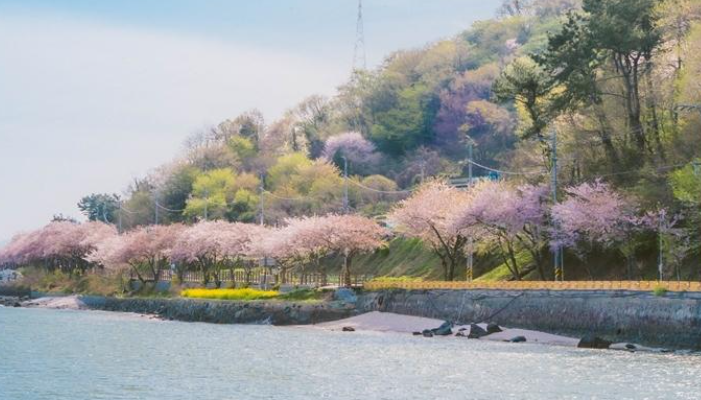 봄꽃 기차여행 (벚꽃기차)코스 및 금액 정리
