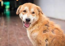 듬성듬성 털이 빠진 개의모습