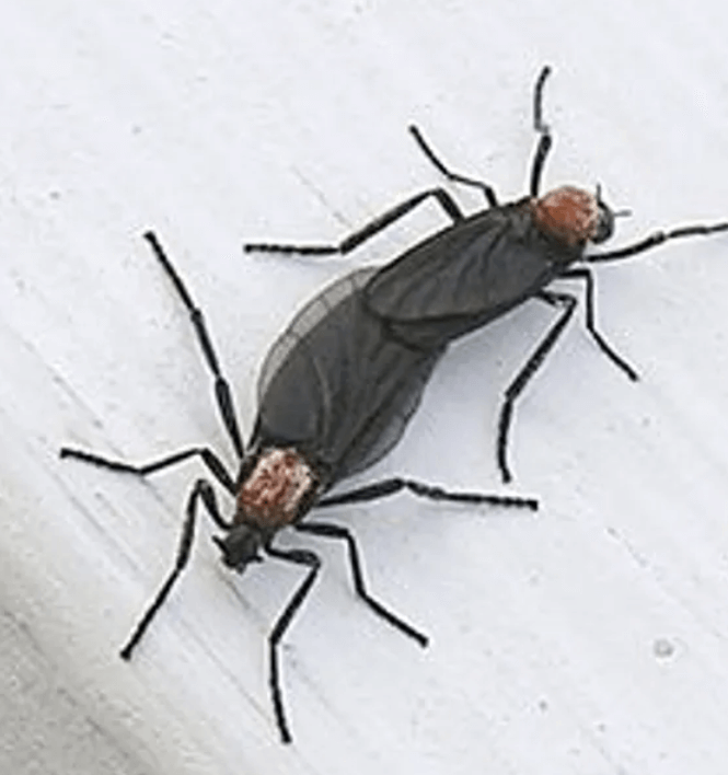 하얀 벽면에 붙은 러브버그 2마리의 근접 이미지