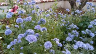 글로브 길리아 이미지 사진