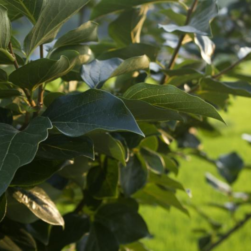 감나무 와 감잎