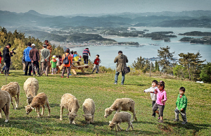 남해양떼목장 양모리학교