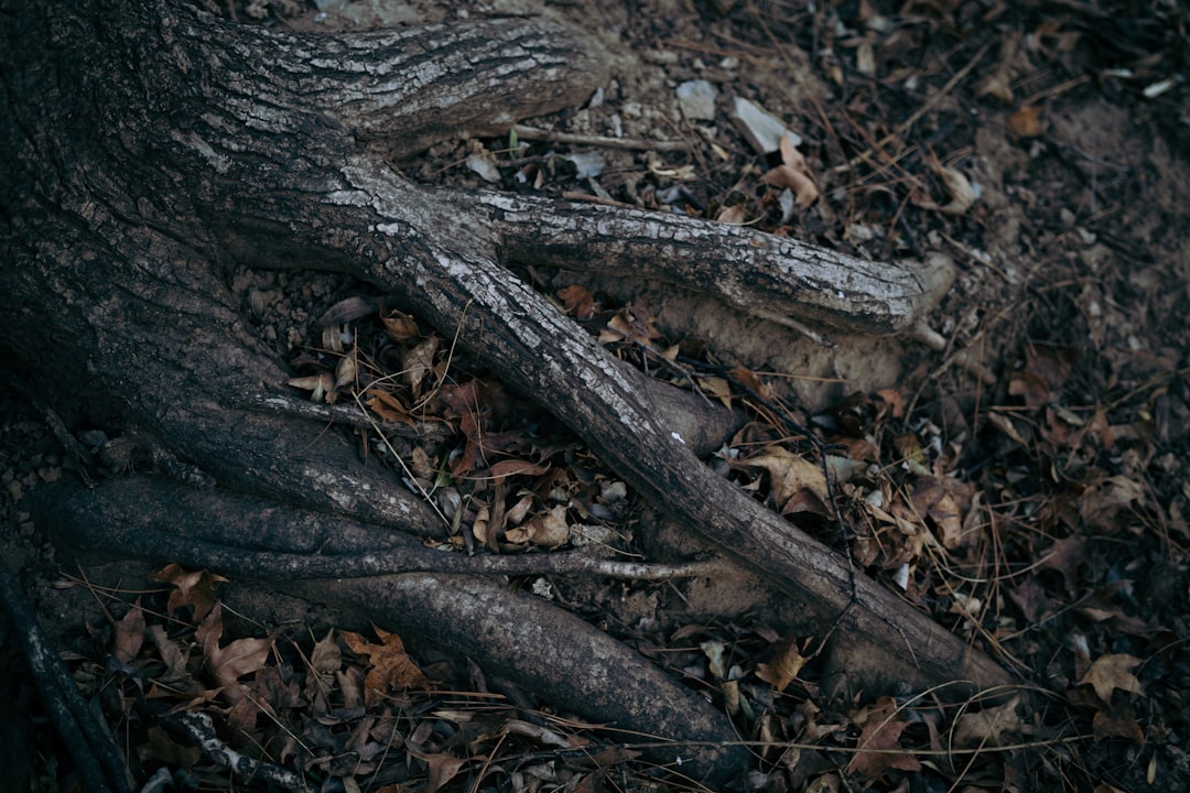Agarwood.