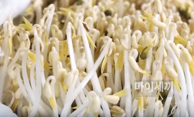 콩나물국