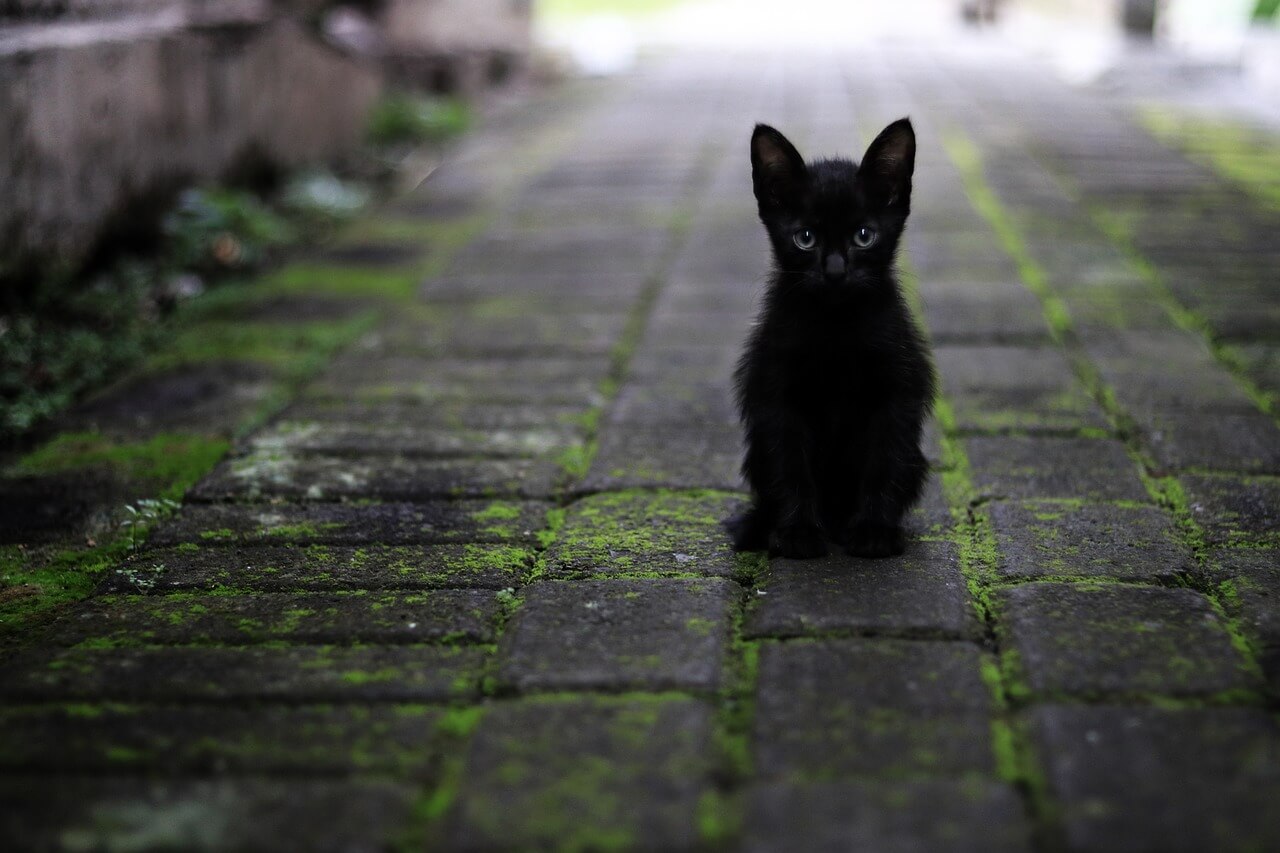 검은-새끼-고양이-사진