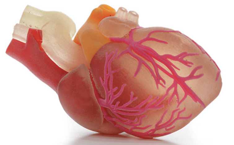 Surgical Training Simulator 장기모형