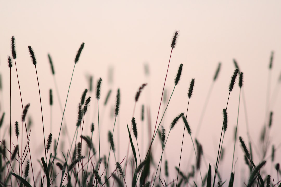Reed