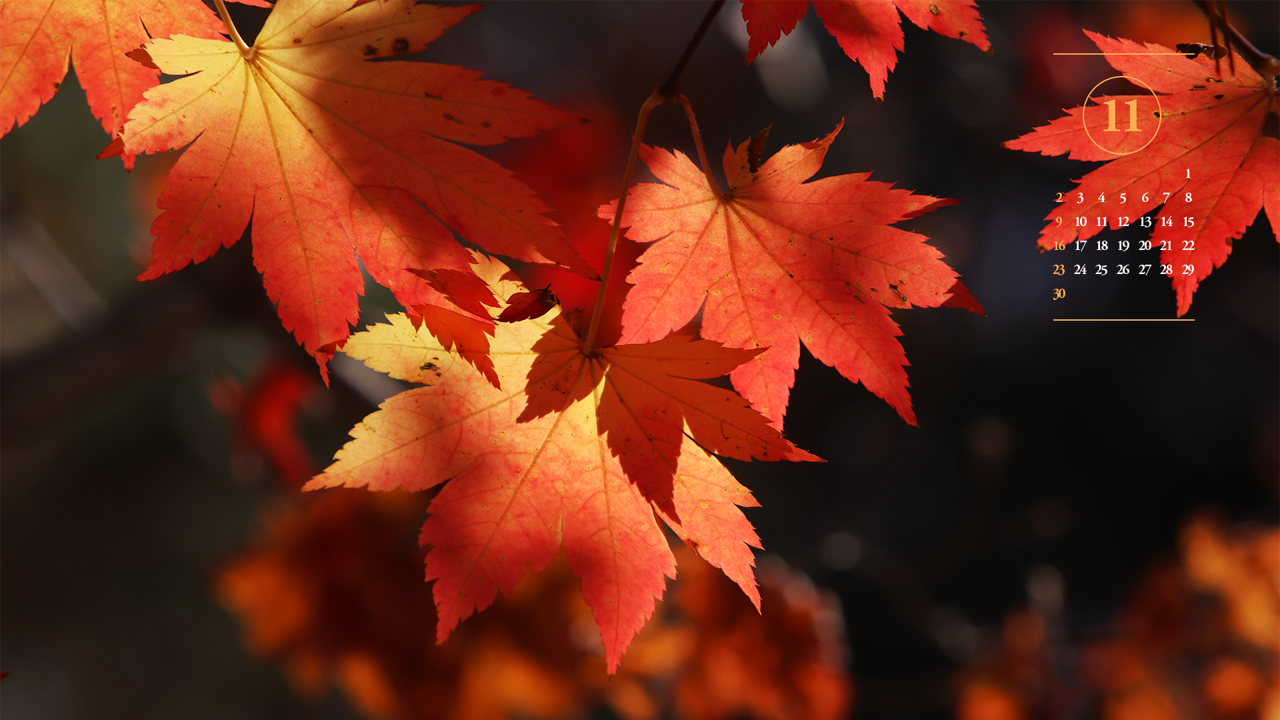11 단풍잎 어두운배경 A - 2025년11월 노트북배경화면