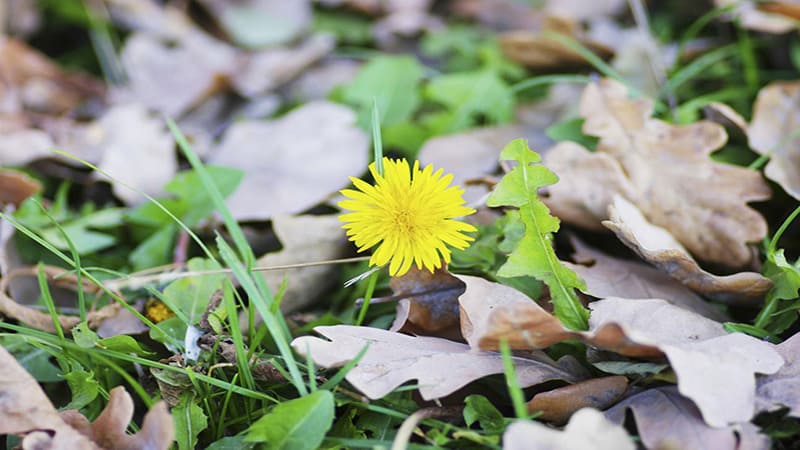 <img src="dandelion-autumn-leaves.jpg" alt="노란 민들레와 낙엽이 어우러진 10월의 가을 풍경">