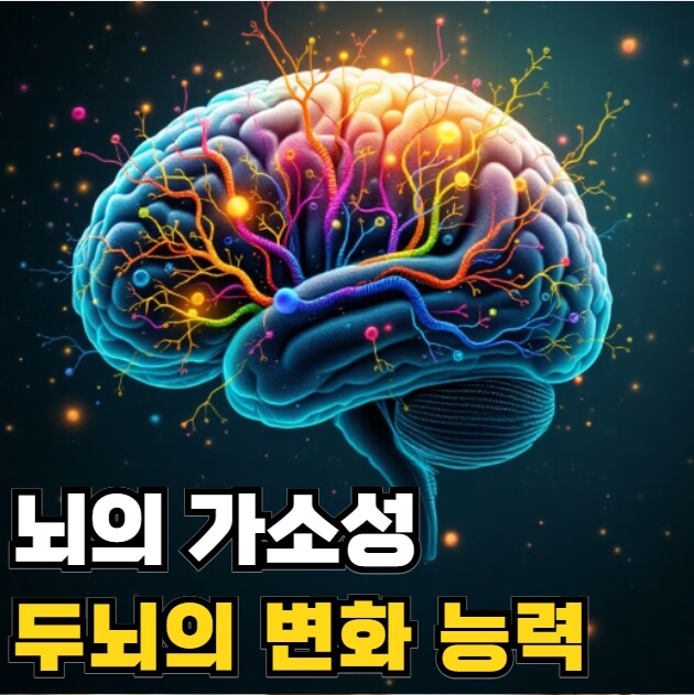 뇌의 가소성