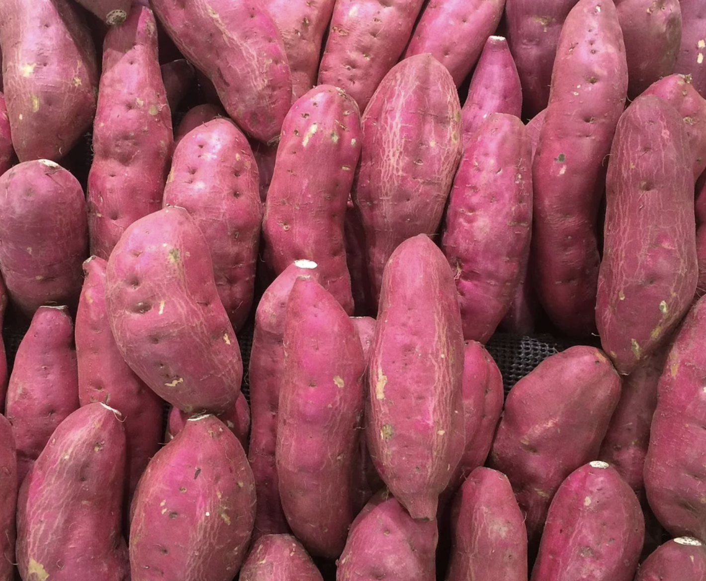 가을에 먹기 좋은 고구마