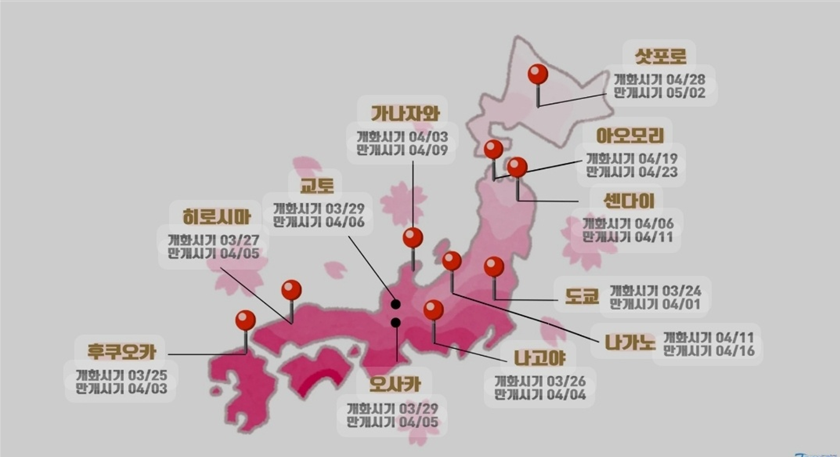 일본 벚꽃 개화시기 이미지