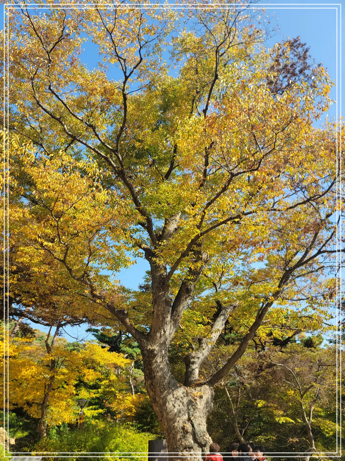 전등사-경내-느티나무