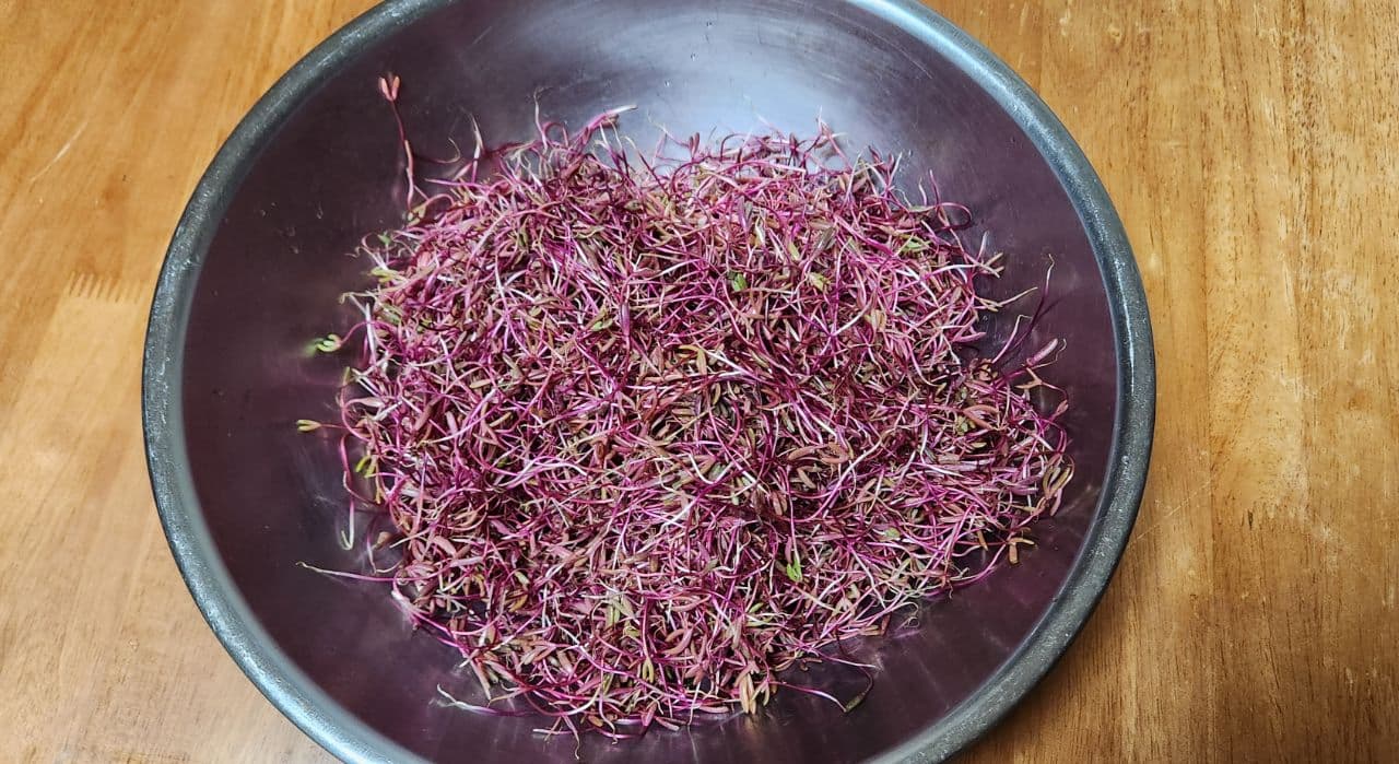 강화도 봄나물, 행이나물(해이나물)의 추억과 맛