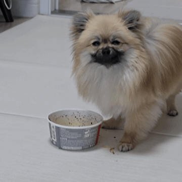 맛있게 자장면을 먹는 강아지