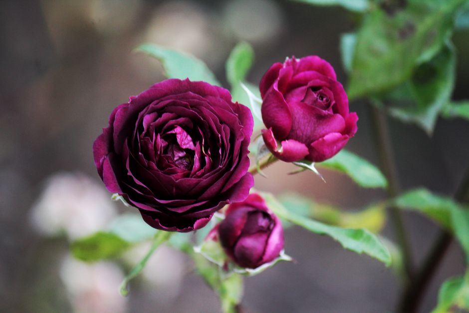 Close-up of burgundy roses showcasing delicate petals and vibrant color outdoors.
