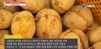 감자 재배 달력 파종 북주기 역병 관리 수확 및 저장_11