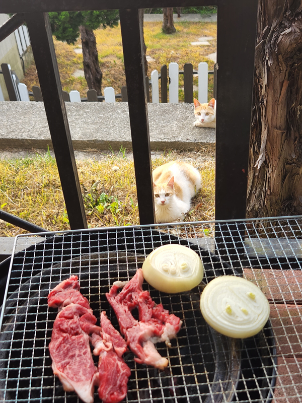 소고기-굽는-중에-나타난-고양이-두마리
