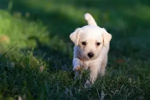 반려동물 강아지 사진