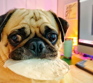 강아지 간식 선택 2