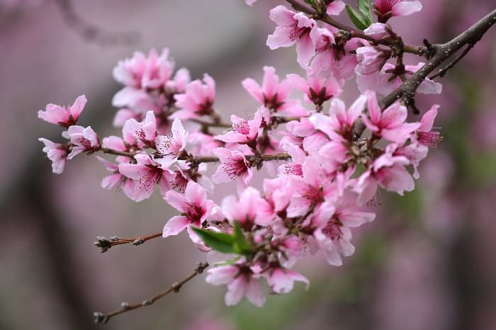 [4월 축제]서울근교 봄꽃 축제❘부천 춘덕산 복숭아꽃 축제❘복숭아꽃 개화가 절정이에요. 맛집 추천