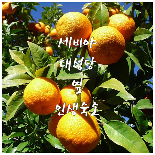 스페인 세비야 여행 대성당 근처 숙소..