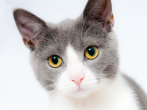 고양이 꿈 해몽