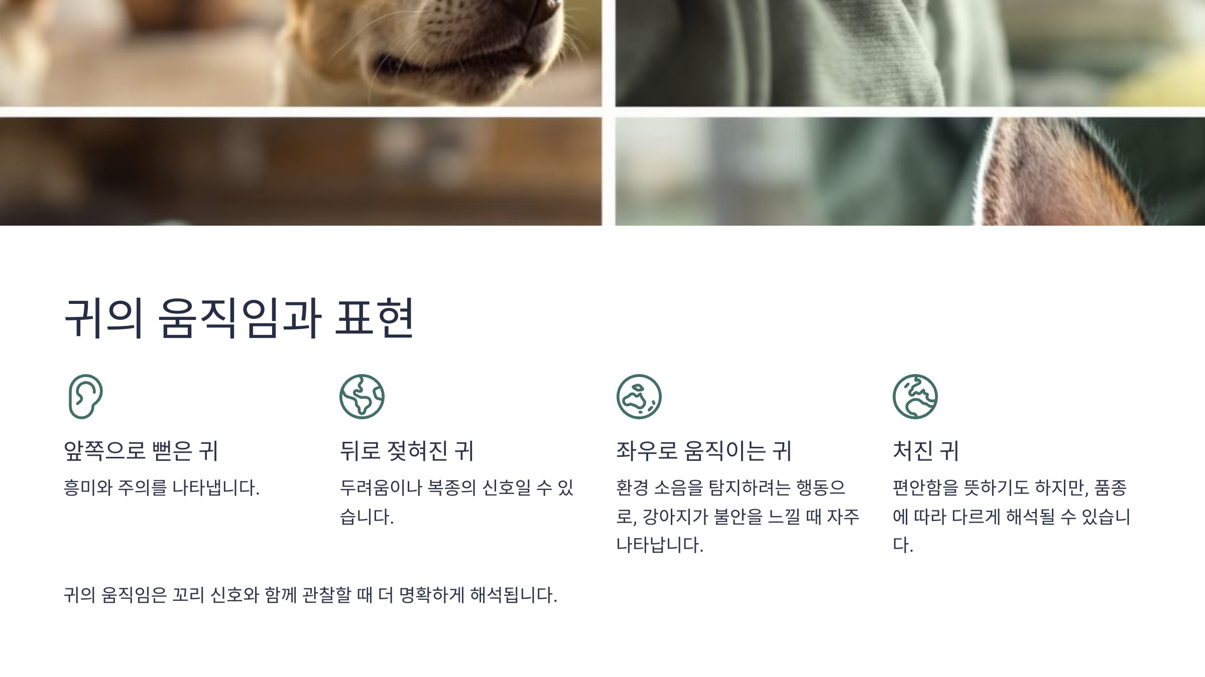 귀의 움직임과 표현