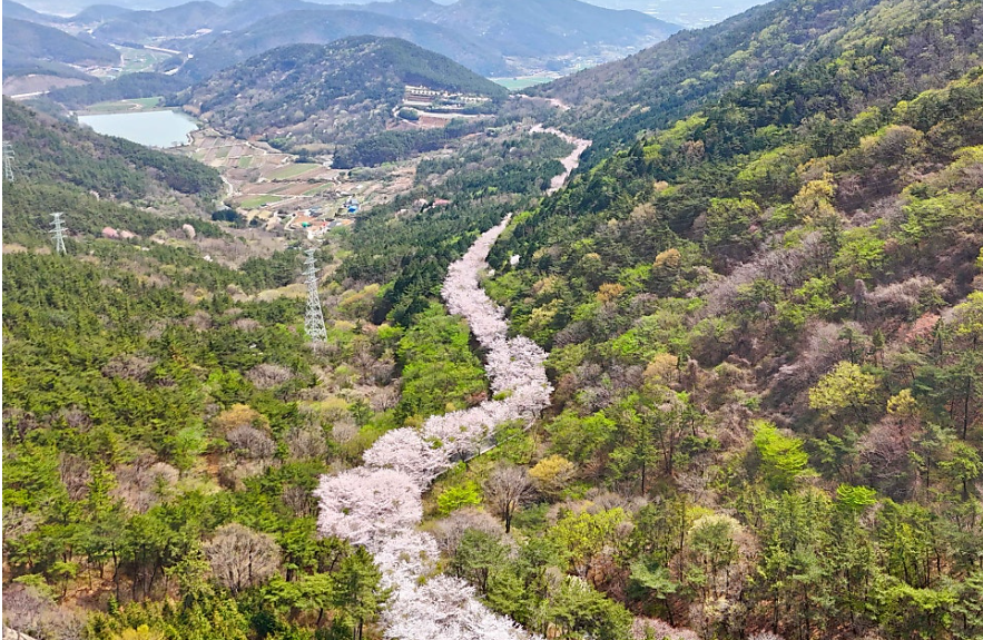 대가면 십리벚꽃길