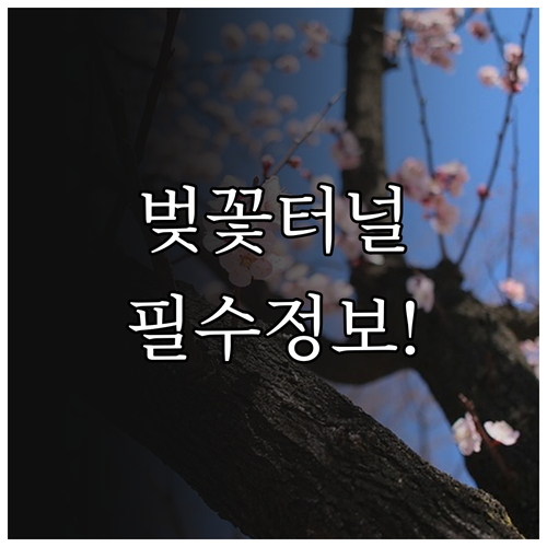 황구지천 벚꽃 터널 개화 시기 및 야..