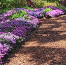 화담숲 단풍 절정시기