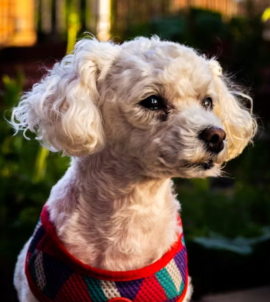 삼성화재 다이렉트 펫보험 펫 실비보험