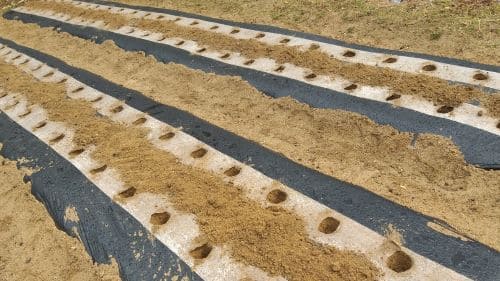 감자-심기-홍감자-자색감자-씨감자-심는방법-파종방법