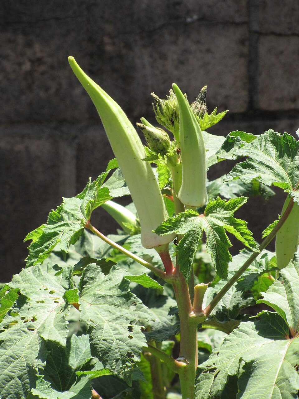 Abelmoschus esculentus (Okra, gumbo, lady's finger)