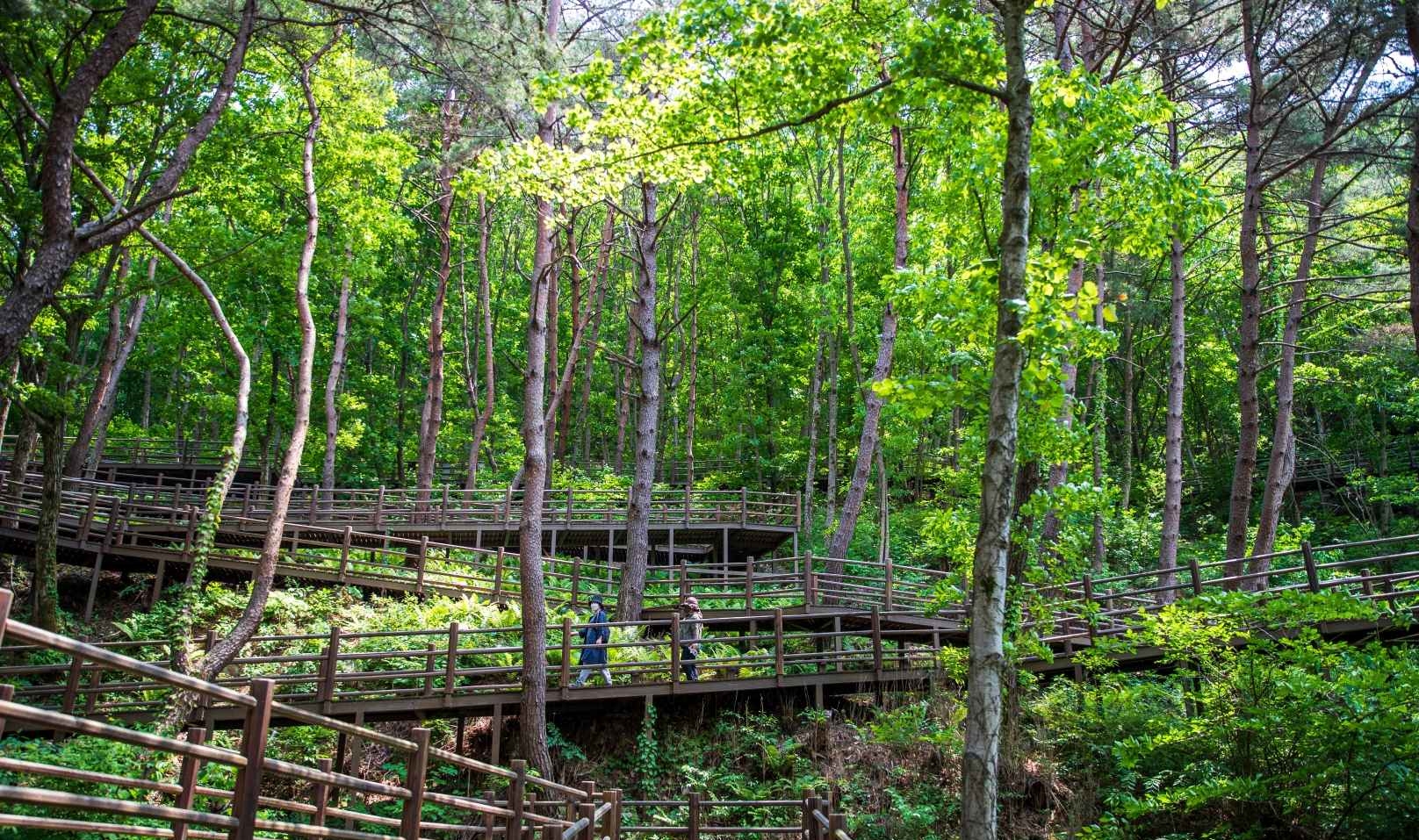 항노화힐링랜드 치유의숲