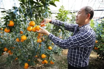 황금향 재배 개화기 관리 수분 수정 과실 비대_2