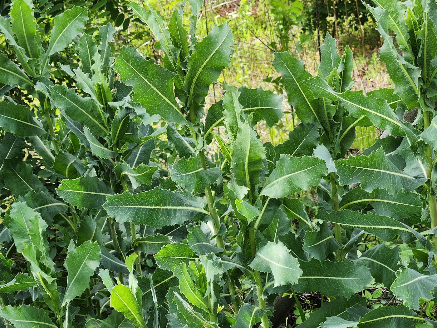 가시상추(가시상치)