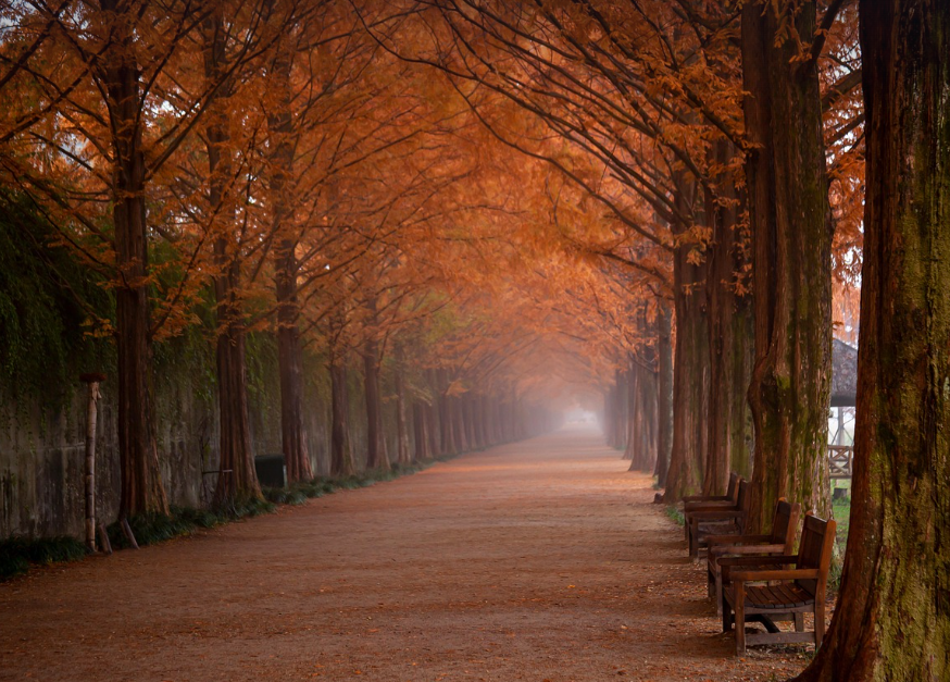 담양 단풍나무 모습