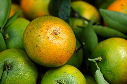 제철 음식의 중요성과 건강에 미치는 영향